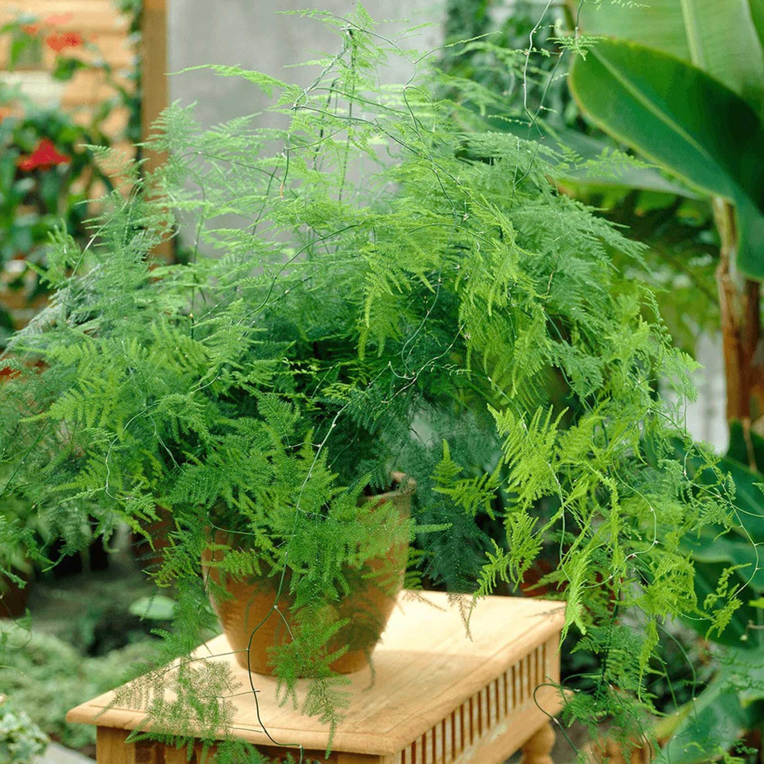Grow Your Ownn - Asparagus Plumosus Nana (Fern)- seconds