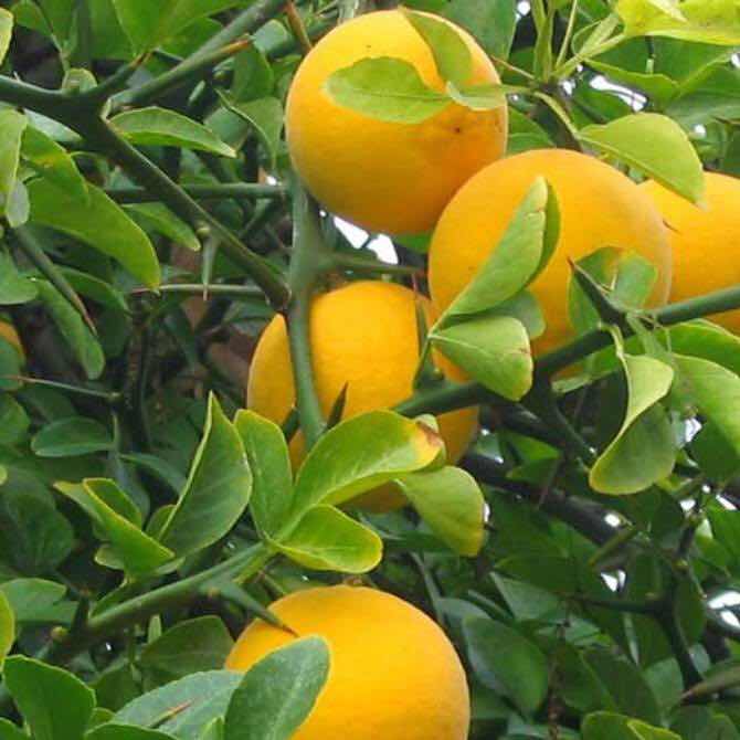 Bitter Sweet Orange