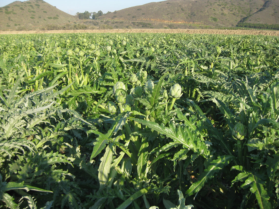 Why this nutritious garden vegetable is a perennial ornamental wonder
