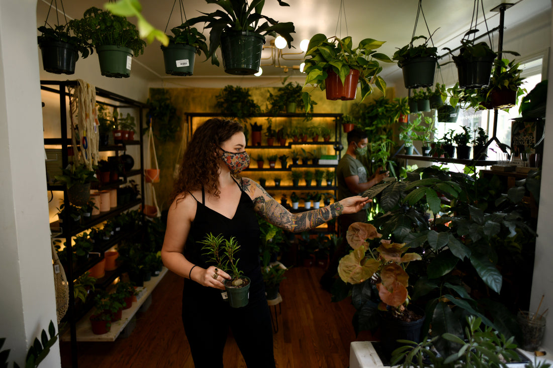 Looking to buy a new house plant? Try one of these 8 indie plant stores in Denver.
