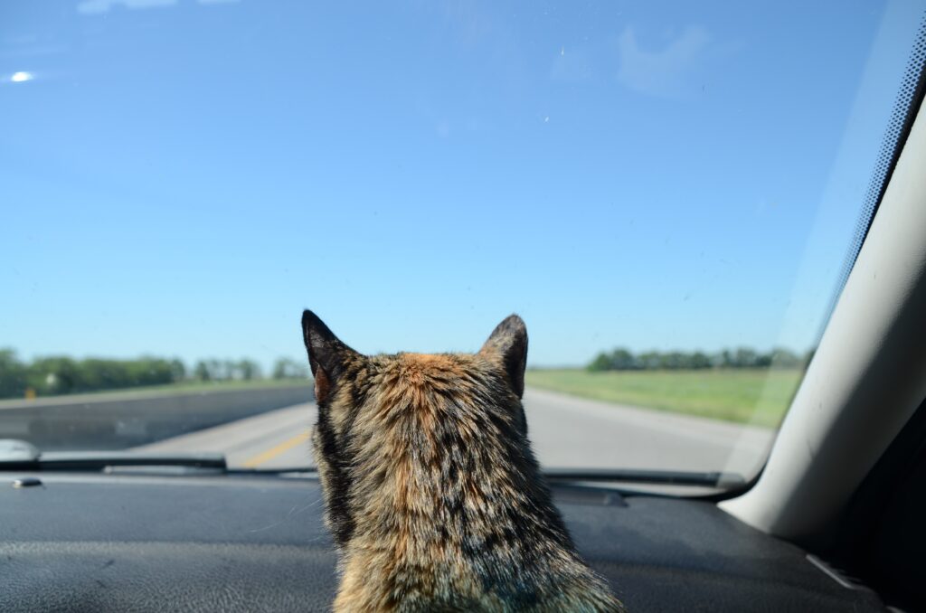 Moving With Your Cat? Here Are Some Tips To Help Ease The Transition
