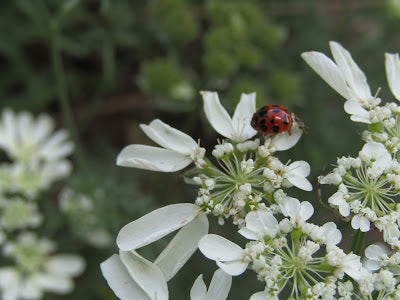 A Good Garden Week