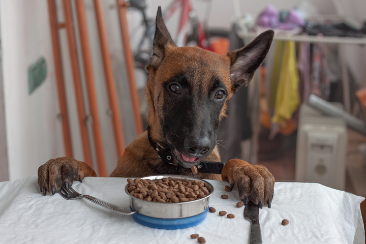 How to improve a dog’s diet