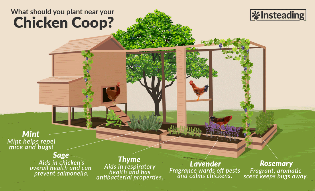 13 Beneficial Chicken-Friendly Plants To Grow Next To Coops