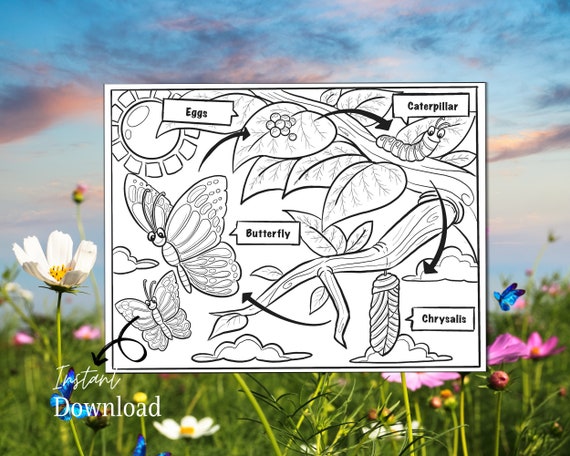 Life Cycle of a Butterfly Printables