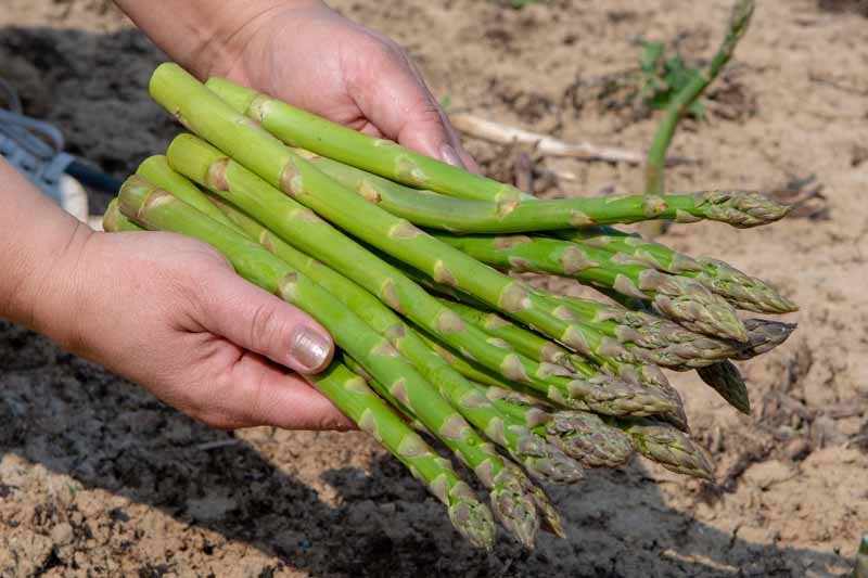 When and How to Harvest Asparagus