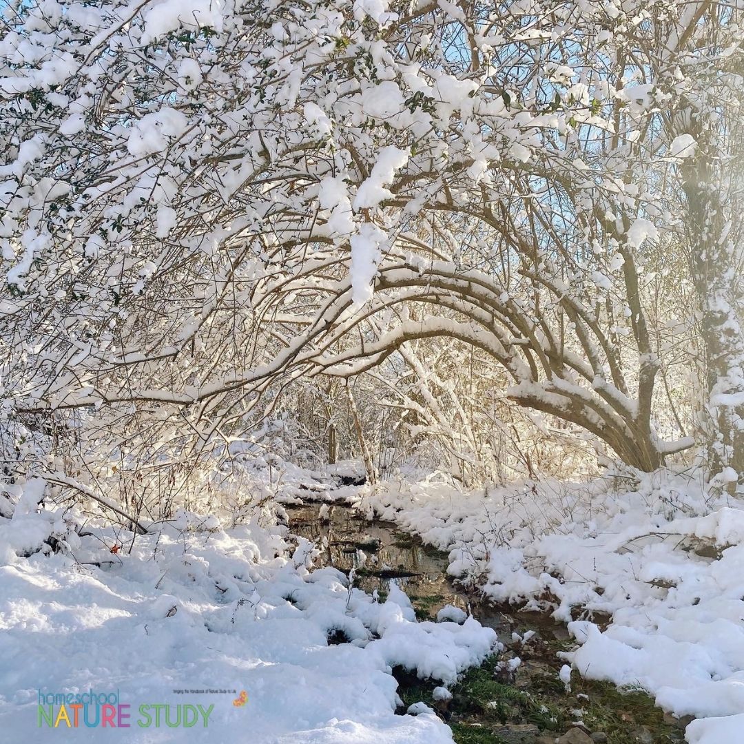 Winter Homeschool Nature Study with Art and Music Appreciation