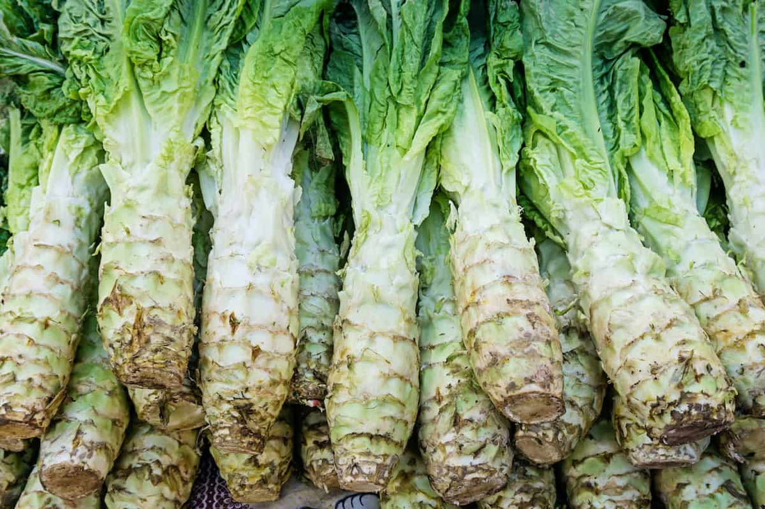 Celtuce Plant: Best Varieties, Growing, and Care Guide