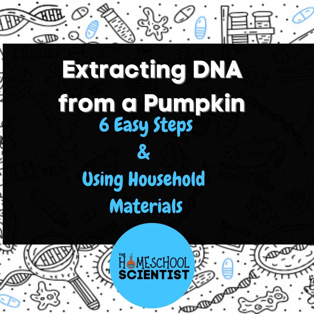 Awesome Science Activity – Extracting DNA from a Pumpkin